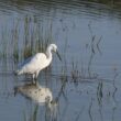 Aigrette garzette à l’affût